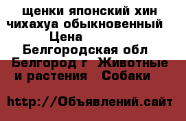 щенки японский хин-чихахуа обыкновенный › Цена ­ 3 500 - Белгородская обл., Белгород г. Животные и растения » Собаки   